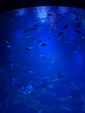 京都水族館に投稿された画像（2026/8/5）