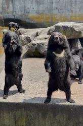 奥飛騨クマ牧場に投稿された画像（2026/8/5）