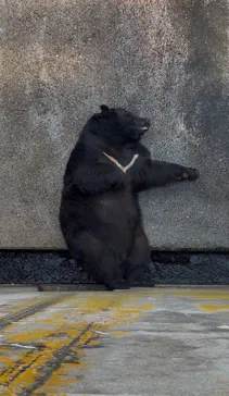 奥飛騨クマ牧場に投稿された画像（2026/8/5）