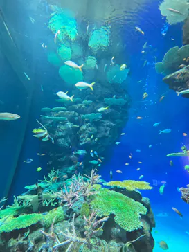 島根県立 しまね海洋館に投稿された画像（2026/8/5）