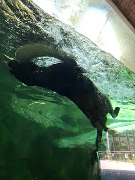 名古屋市東山動植物園に投稿された画像（2026/8/5）