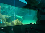 名古屋港水族館に投稿された画像（2026/8/5）