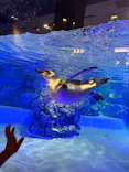 すみだ水族館に投稿された画像（2026/8/5）