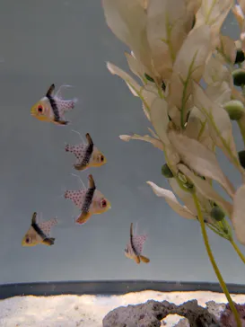 上越市立水族博物館 うみがたりに投稿された画像（2026/8/5）