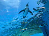 サンシャイン水族館に投稿された画像（2026/8/5）