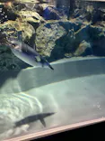 すみだ水族館に投稿された画像（2026/8/5）