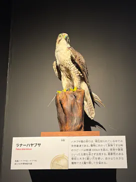 特別展「いきもの超ワールド展　国立科学博物館×ダーウィンが来た！」（国立科学博物館）に投稿された画像（2026/8/5）