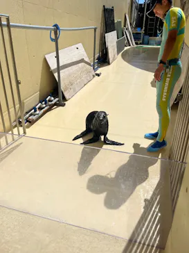 新江ノ島水族館に投稿された画像（2026/8/5）