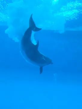 アクアワールド茨城県大洗水族館に投稿された画像（2026/8/5）