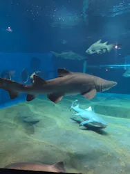 アクアワールド茨城県大洗水族館に投稿された画像（2026/8/5）