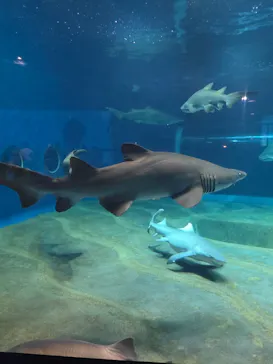 アクアワールド茨城県大洗水族館に投稿された画像（2026/8/5）