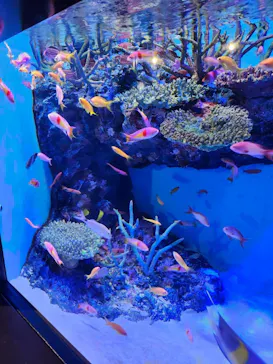 竹島水族館に投稿された画像（2026/8/5）