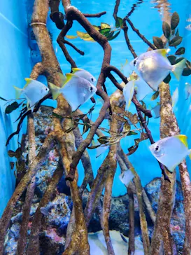 竹島水族館に投稿された画像（2026/8/5）