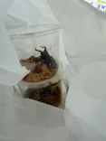 渋谷昆虫探検隊に投稿された画像（2026/8/5）