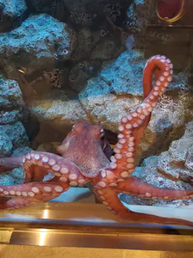 しながわ水族館に投稿された画像（2026/8/5）