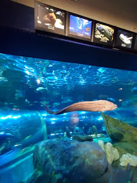 しながわ水族館に投稿された画像（2026/8/5）