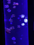 サンシャイン水族館に投稿された画像（2026/8/5）