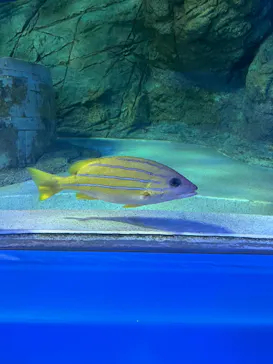 しながわ水族館に投稿された画像（2026/8/5）