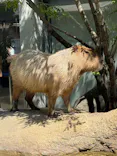 世界淡水魚園水族館　アクア・トトぎふに投稿された画像（2026/8/5）