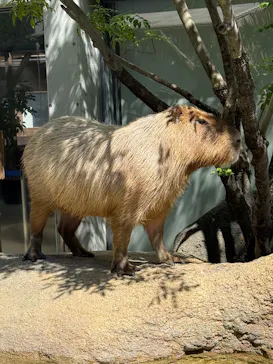 世界淡水魚園水族館　アクア・トトぎふに投稿された画像（2026/8/5）