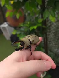 TOMUSHIのカブクワすごいぞ!! in けやきひろばに投稿された画像（2026/8/5）