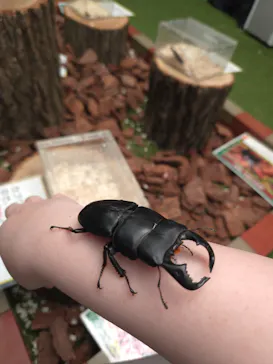 TOMUSHIのカブクワすごいぞ!! in けやきひろばに投稿された画像（2026/8/5）