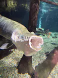 世界淡水魚園水族館　アクア・トトぎふに投稿された画像（2026/8/5）