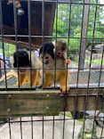 伊豆シャボテン動物公園に投稿された画像（2026/8/5）