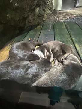仙台うみの杜水族館に投稿された画像（2026/8/5）