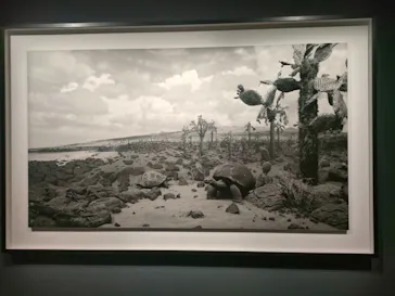 杉本博司　絶滅写真(東京国立近代美術館)に投稿された画像（2026/8/5）