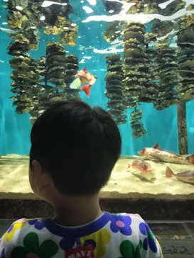 仙台うみの杜水族館に投稿された画像（2026/8/5）