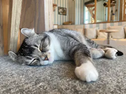 猫カフェモカ　イオンレイクタウン店に投稿された画像（2026/8/5）