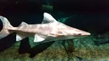 世界淡水魚園水族館　アクア・トトぎふに投稿された画像（2026/8/6）