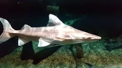 世界淡水魚園水族館　アクア・トトぎふに投稿された画像（2026/8/5）