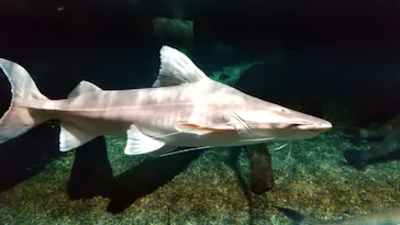 世界淡水魚園水族館　アクア・トトぎふに投稿された画像（2026/8/5）