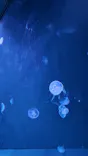サンシャイン水族館に投稿された画像（2026/8/6）