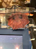 国立科学博物館に投稿された画像（2026/8/6）
