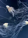 サンシャイン水族館に投稿された画像（2026/8/6）