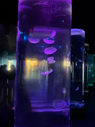 のとじま水族館に投稿された画像（2026/8/6）