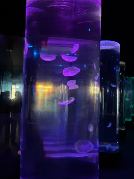 のとじま水族館に投稿された画像（2026/8/6）