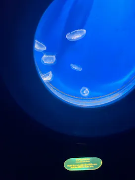 新江ノ島水族館に投稿された画像（2026/8/6）