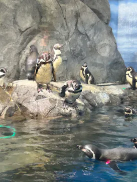 新江ノ島水族館に投稿された画像（2026/8/6）