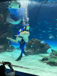 サンシャイン水族館に投稿された画像（2026/8/6）