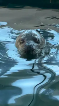 しながわ水族館に投稿された画像（2026/8/6）