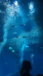 アクアワールド茨城県大洗水族館に投稿された画像（2026/8/6）