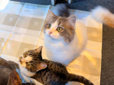 猫カフェモカ　渋谷センター街店に投稿された画像（2026/8/6）