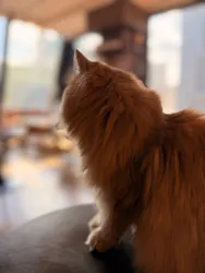 猫カフェモカ　渋谷センター街店に投稿された画像（2026/8/6）
