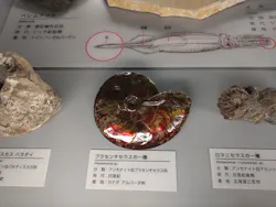 福井県立恐竜博物館に投稿された画像（2026/8/6）
