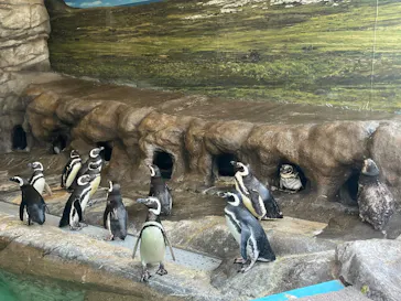 しながわ水族館に投稿された画像（2026/8/6）