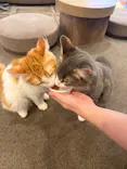 猫カフェモカ　渋谷公園通り店に投稿された画像（2026/8/6）
